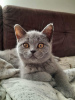 Photo №4. I will sell british shorthair in the city of Tuszyn. private announcement - price - negotiated