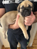 Photo №2 to announcement № 87219 for the sale of bullmastiff - buy in Croatia breeder