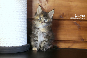 Photo №1. maine coon - for sale in the city of Minsk | 311$ | Announcement № 6137