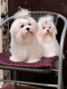 Photo №4. I will sell maltese dog in the city of Subotica.  - price - negotiated