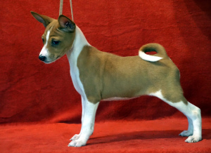 Photo №2 to announcement № 2521 for the sale of basenji - buy in Russian Federation from nursery, breeder
