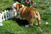 Photo №2 to announcement № 56457 for the sale of english bulldog - buy in Finland private announcement