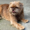 Additional photos: Brussels Griffon male puppies for sale