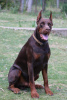 Photo №4. I will sell dobermann in the city of Москва. from nursery - price - negotiated