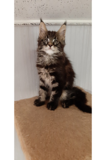Photo №4. I will sell maine coon in the city of Izhevsk. from nursery - price - 551$