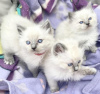 Photo №2 to announcement № 96586 for the sale of ragdoll - buy in Switzerland breeder