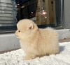 Photo №2 to announcement № 83568 for the sale of pomeranian - buy in United States private announcement