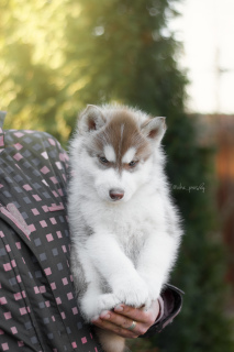 Photo №4. I will sell siberian husky in the city of Kronstadt. from nursery - price - 390$