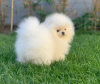 Photo №2 to announcement № 111935 for the sale of pomeranian - buy in Finland private announcement