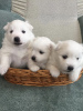 Photo №2 to announcement № 38821 for the sale of japanese spitz - buy in Belarus breeder