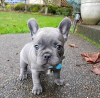 Photo №2 to announcement № 71432 for the sale of french bulldog - buy in Australia private announcement, breeder