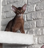 Photo №2 to announcement № 52262 for the sale of abyssinian cat - buy in Belarus from nursery