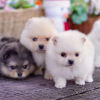 Photo №3. Pomeranian puppies. Germany