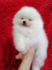 Photo №1. pomeranian - for sale in the city of Minsk | 94$ | Announcement № 72160