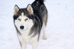 Additional photos: Saint Petersburg. Siberian Husky puppies are offered for sale
