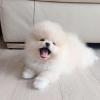 Photo №1. pomeranian - for sale in the city of Эль-Хасаб | negotiated | Announcement № 11110