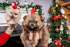 Additional photos: Pomeranian puppies of the highest pedigree