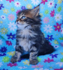 Photo №4. I will sell maine coon in the city of Нови Сад.  - price - Is free