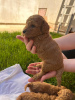 Additional photos: Miniature poodle