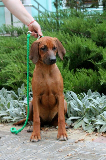 Photo №2 to announcement № 3733 for the sale of rhodesian ridgeback - buy in Russian Federation breeder