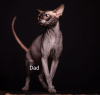 Photo №1. sphynx cat - for sale in the city of Kettering | negotiated | Announcement № 77608