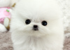 Photo №2 to announcement № 10825 for the sale of pomeranian - buy in France 