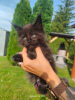 Photo №4. I will sell maine coon in the city of Zamość. breeder - price - 2113$