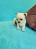 Photo №2 to announcement № 107381 for the sale of chihuahua - buy in Georgia private announcement, breeder