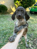 Photo №2 to announcement № 120853 for the sale of german longhaired pointer - buy in Germany private announcement