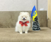 Photo №2 to announcement № 33054 for the sale of pomeranian - buy in Ukraine breeder