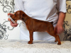 Photo №2 to announcement № 8061 for the sale of miniature pinscher - buy in Belarus from nursery
