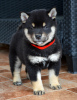 Additional photos: Shiba Inu puppies