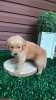 Photo №2 to announcement № 124072 for the sale of golden retriever - buy in Finland private announcement