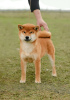 Additional photos: Shiba Inu puppy