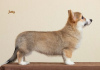 Photo №2 to announcement № 37014 for the sale of welsh corgi - buy in Ukraine private announcement, from nursery