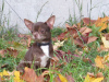 Photo №2 to announcement № 8107 for the sale of chihuahua - buy in Russian Federation private announcement