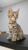 Photo №2 to announcement № 7945 for the sale of bengal cat - buy in Russian Federation from nursery, breeder