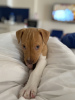 Additional photos: Pit bull puppy