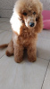 Additional photos: Red poodle puppies