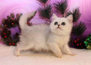 Photo №1. british shorthair - for sale in the city of Makeevka | 400$ | Announcement № 5404