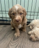Photo №4. I will sell golden retriever in the city of Illinois City. private announcement - price - 875$
