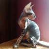 Photo №2 to announcement № 9944 for the sale of peterbald - buy in Russian Federation from nursery