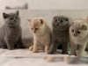 Photo №2 to announcement № 24274 for the sale of british shorthair - buy in Germany private announcement