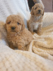 Additional photos: Apricot poodle puppies