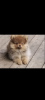 Photo №1. pomeranian - for sale in the city of Афины | 528$ | Announcement № 65250