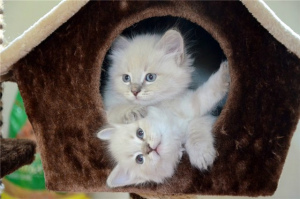 Photo №3. Kittens of breed Siberian, color Kolorpoint & quot; Neva Masquerade &. Russian Federation