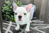 Photo №2 to announcement № 104859 for the sale of french bulldog - buy in New Zealand private announcement