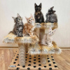 Photo №1. maine coon - for sale in the city of Антверпен | Is free | Announcement № 116287