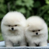 Photo №3. pomeranian. Germany