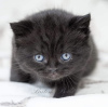 Photo №4. I will sell british shorthair in the city of Berlin. breeder - price - 317$